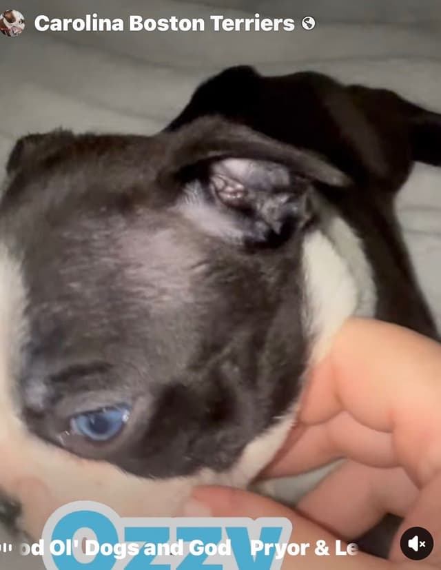 CAROLINA BOSTON TERRIERS media 2