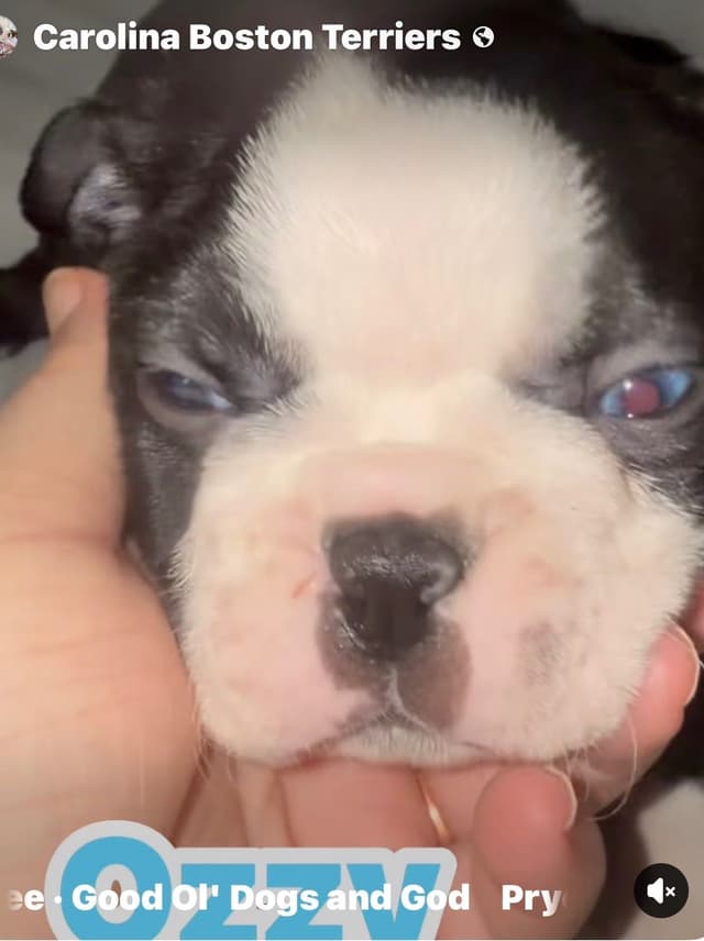 CAROLINA BOSTON TERRIERS media 3
