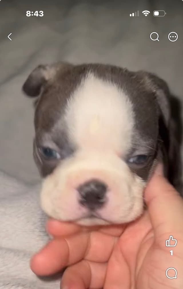 CAROLINA BOSTON TERRIERS media 4