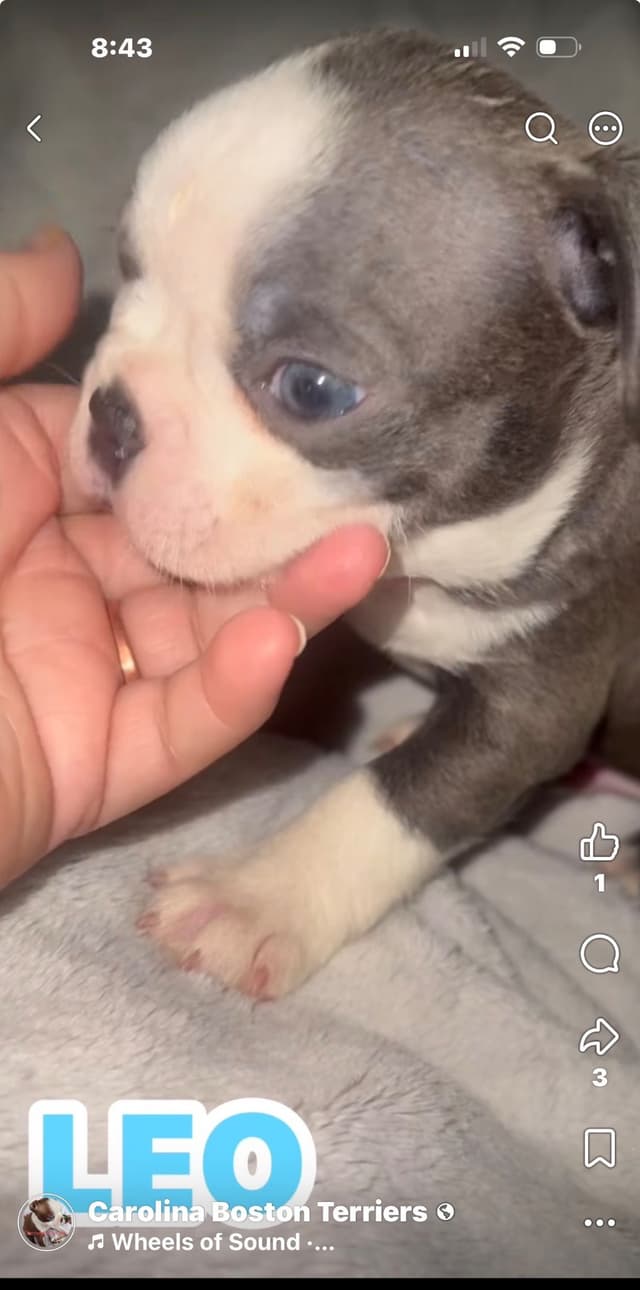 CAROLINA BOSTON TERRIERS media 5