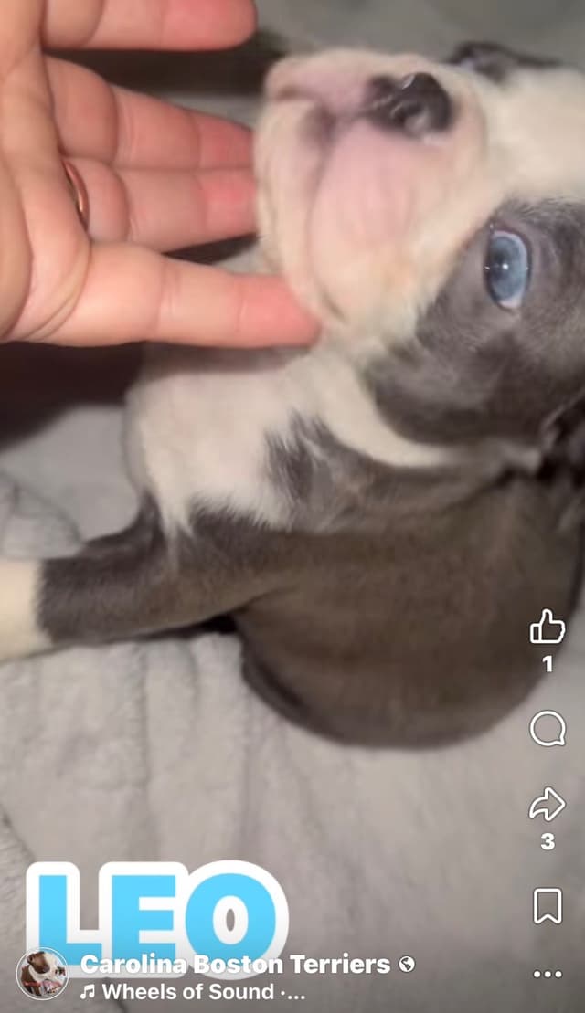 CAROLINA BOSTON TERRIERS media 6