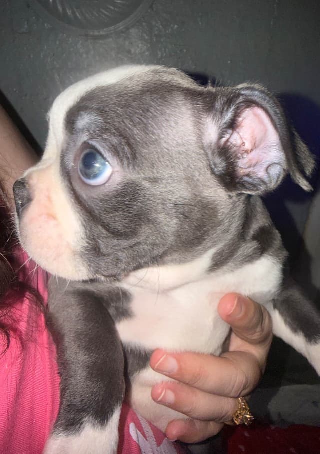 CAROLINA BOSTON TERRIERS media 7