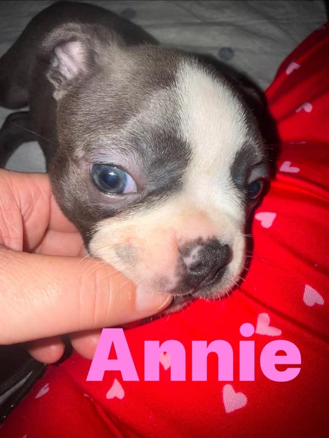CAROLINA BOSTON TERRIERS media 8