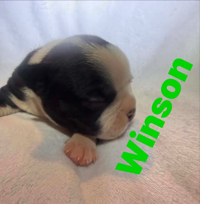 CAROLINA BOSTON TERRIERS media 12