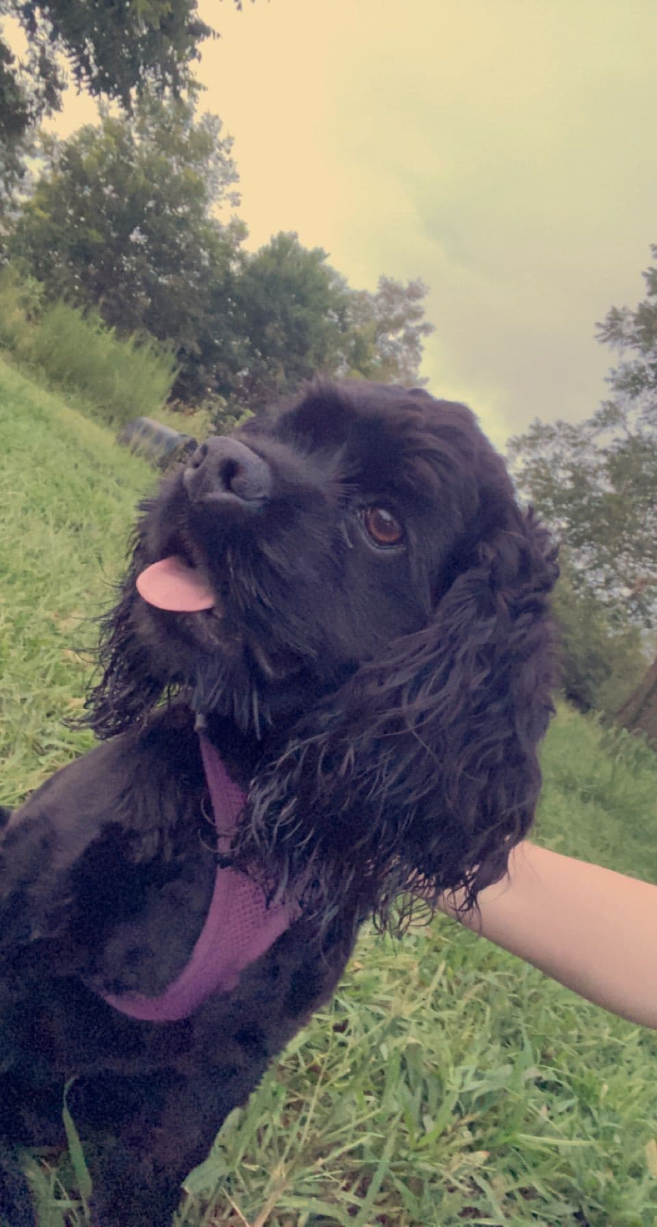 Cocker Spaniel Puppies breeder image 1
