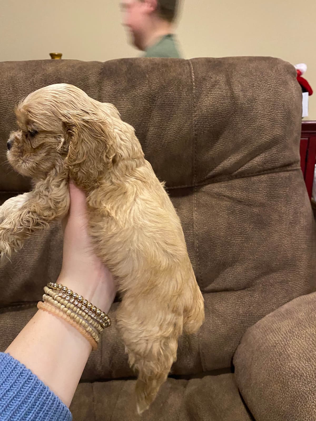 Cocker Spaniel Puppies breeder image 4