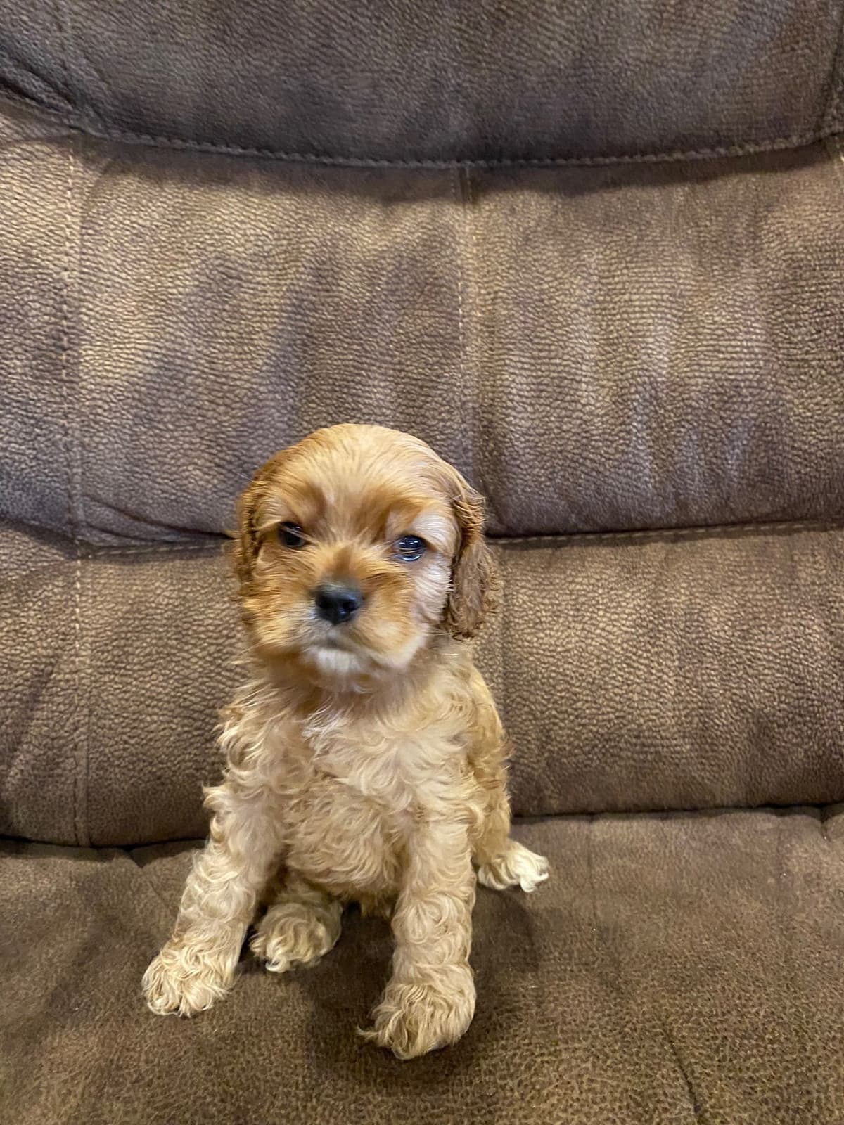 Cocker Spaniel Puppies breeder image 3