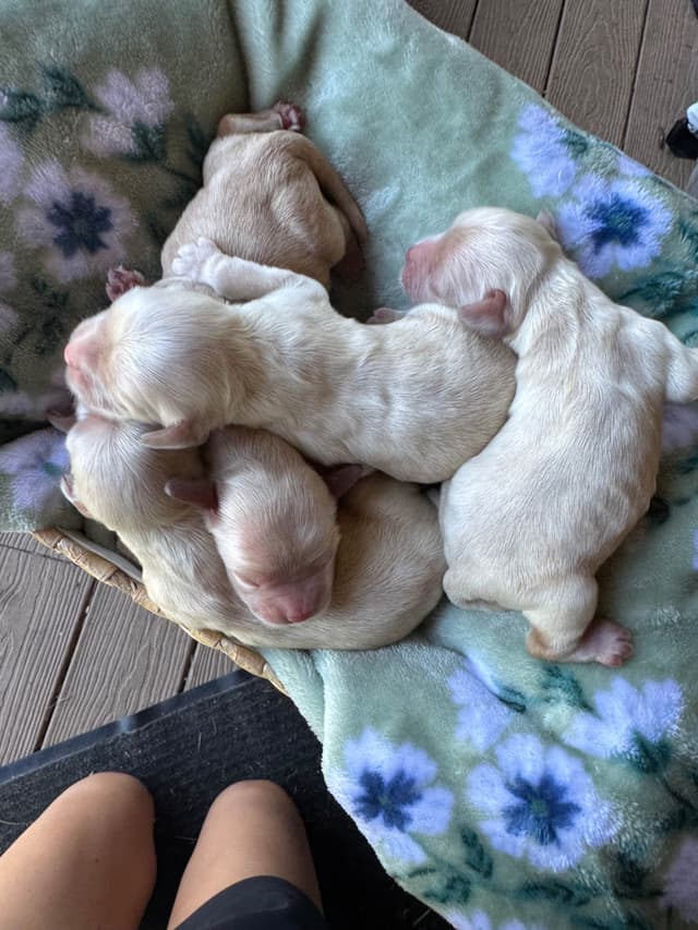 Cocker Spaniel Puppies media 3