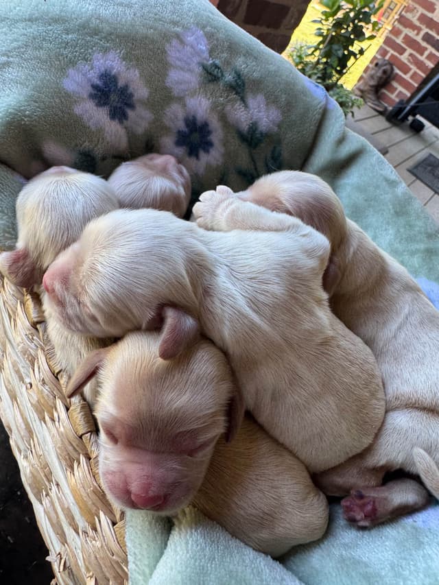 Cocker Spaniel Puppies media 4