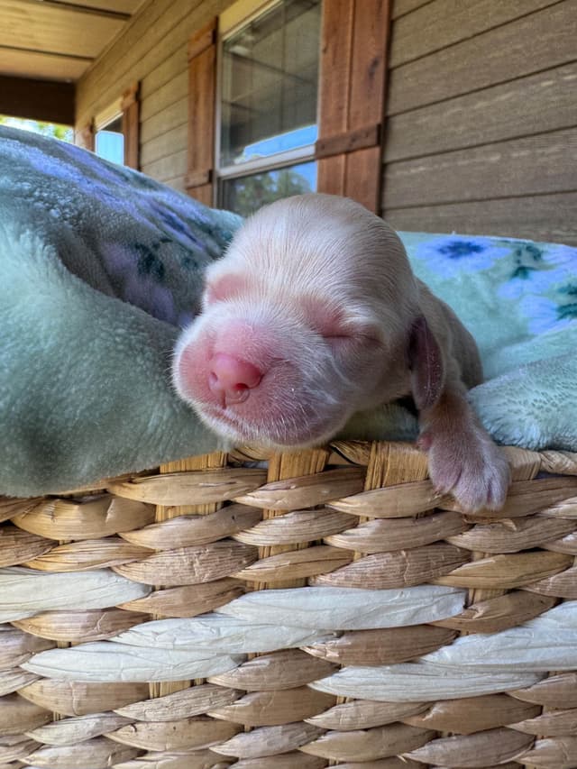 Cocker Spaniel Puppies media 6