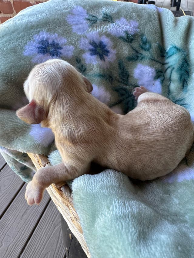 Cocker Spaniel Puppies media 8