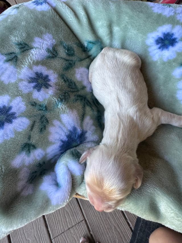 Cocker Spaniel Puppies media 7