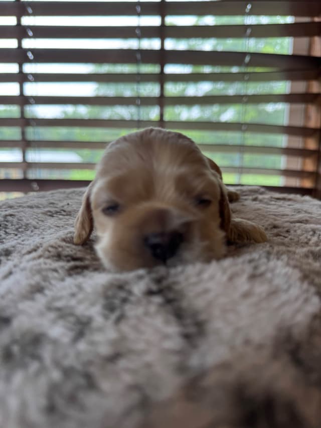 Cocker Spaniel Puppies media 10