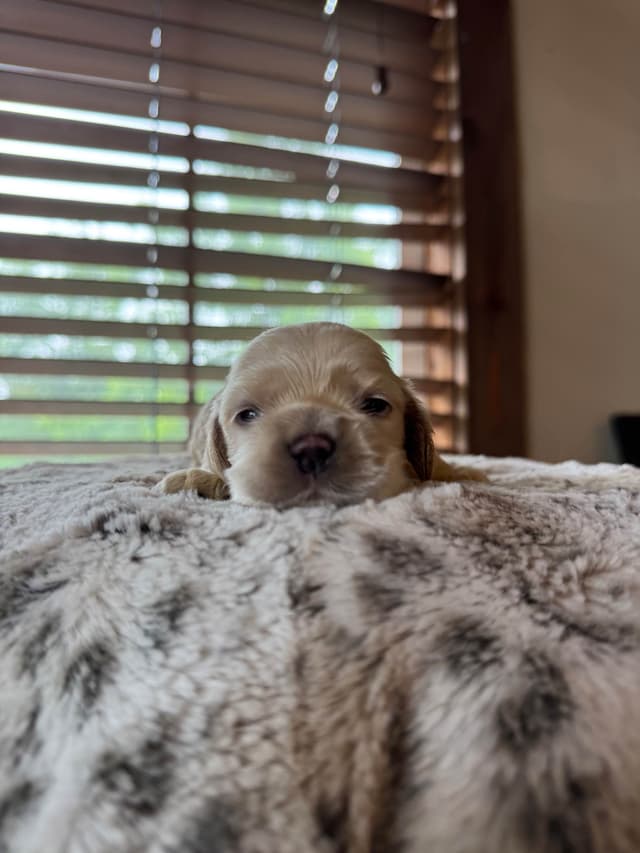 Cocker Spaniel Puppies media 12
