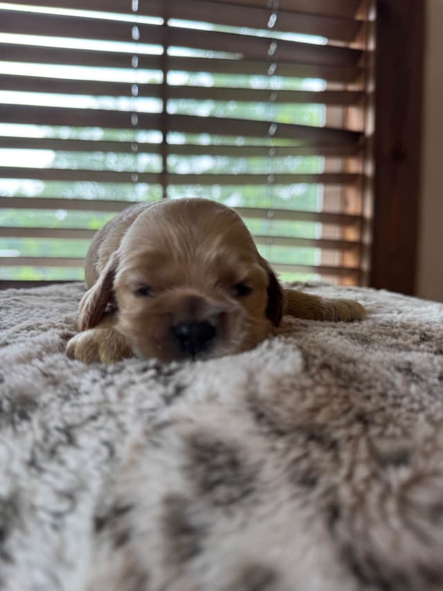 Cocker Spaniel Puppies media 11