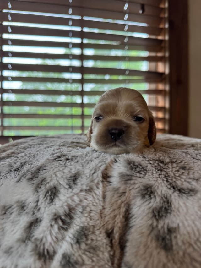 Cocker Spaniel Puppies media 13
