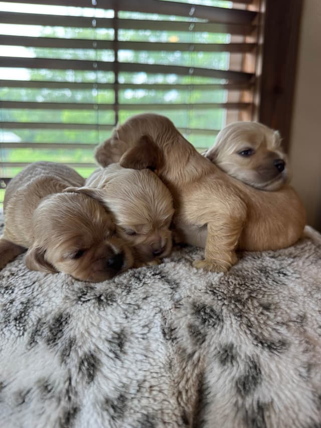 Cocker Spaniel Puppies media 14