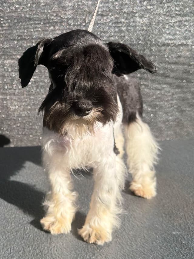 Miniature Schnauzer Puppy! media 2