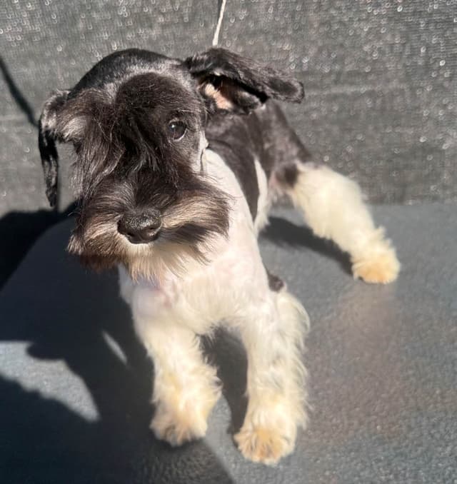 Miniature Schnauzer Puppy! media 3