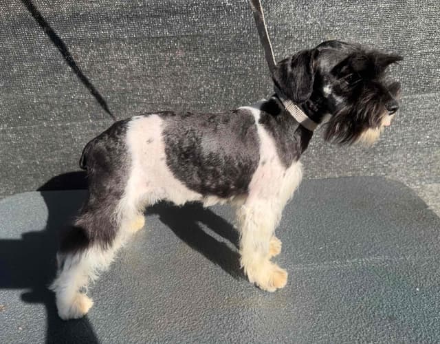 Miniature Schnauzer Puppy! media 4