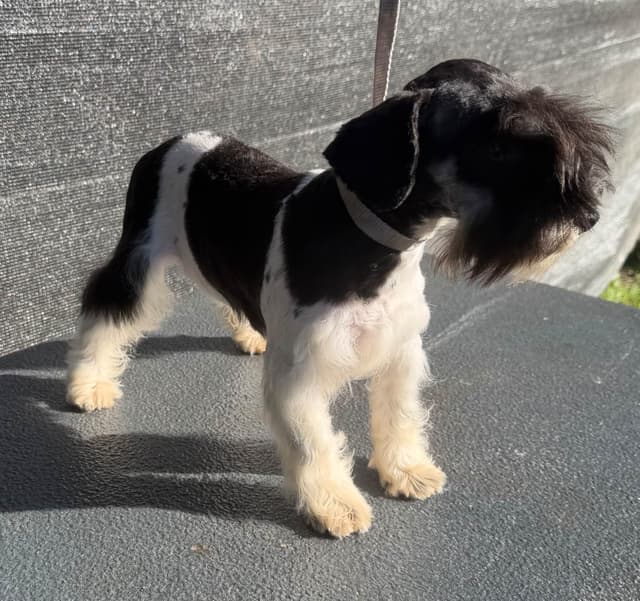 Miniature Schnauzer Puppy! media 5