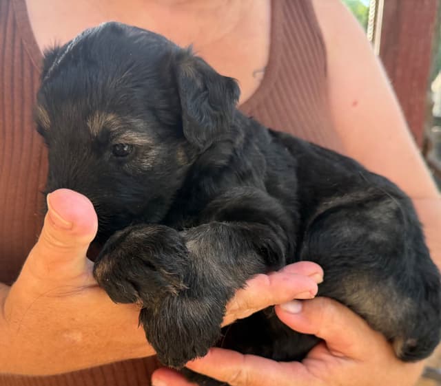 Giant Schnauzer Puppies! media 4