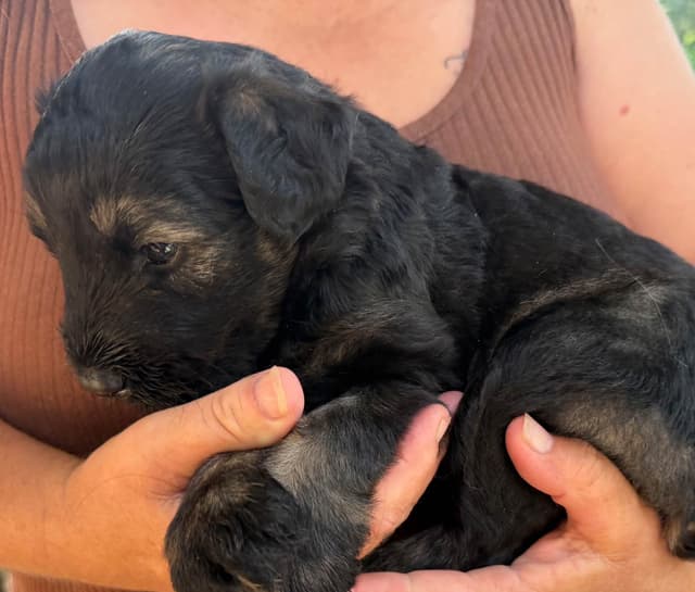 Giant Schnauzer Puppies! media 3