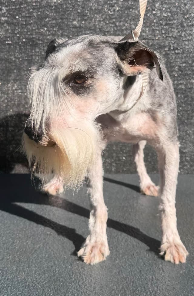 Miniature Schnauzer Puppies media 2