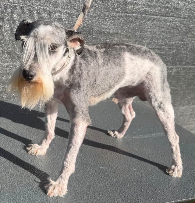 Miniature Schnauzer Puppies media 3