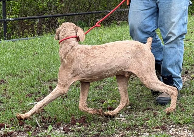 Standard Poodle male media 3