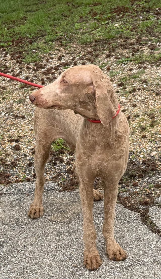 Standard Poodle male media 4