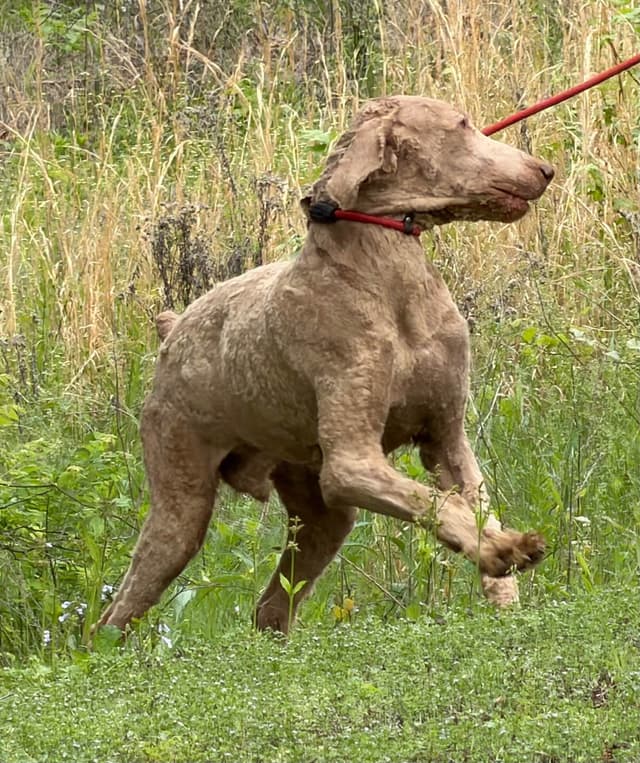 Standard Poodle male media 5