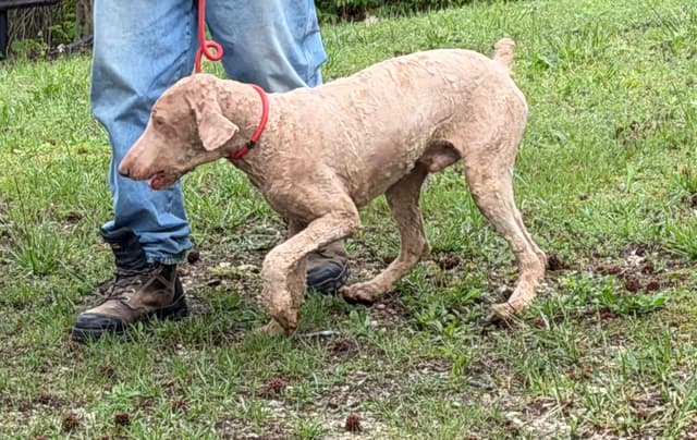 Standard Poodle male media 2