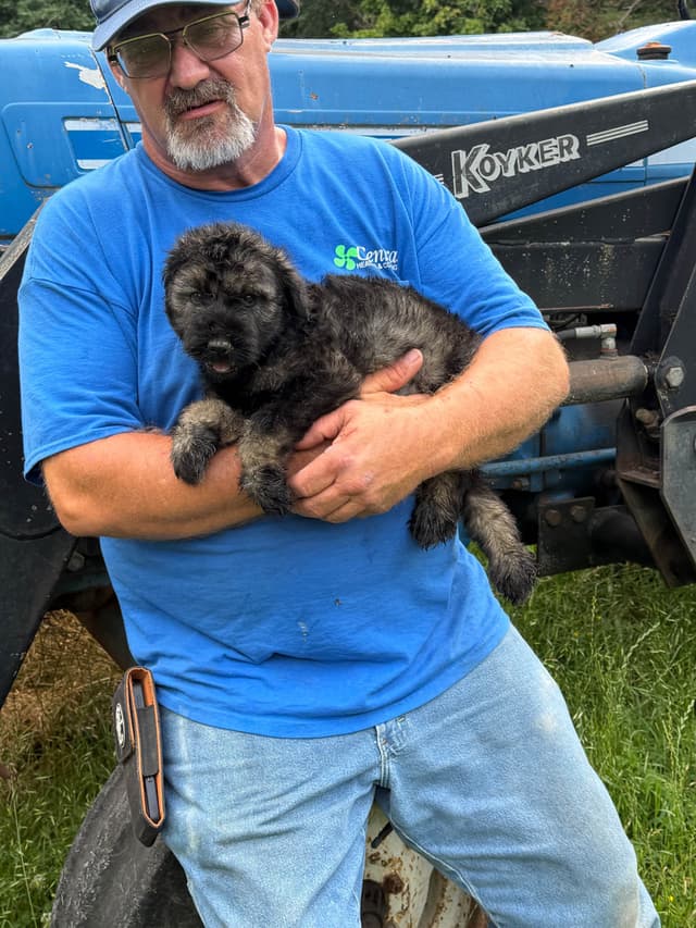 Giant Schnauzer Puppies! media 2