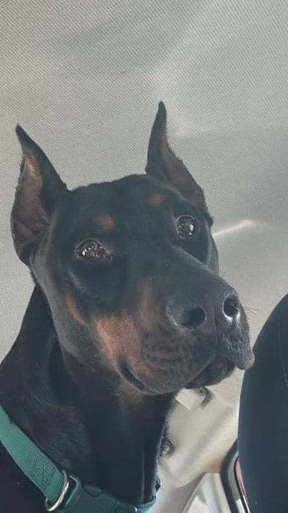Doberman Pinscher Puppies media 9