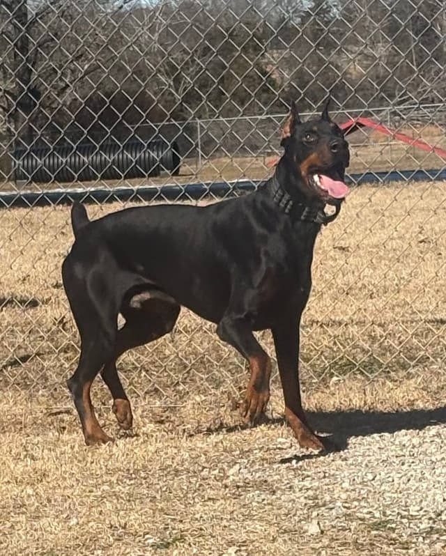 Doberman Pinscher Puppies media 8