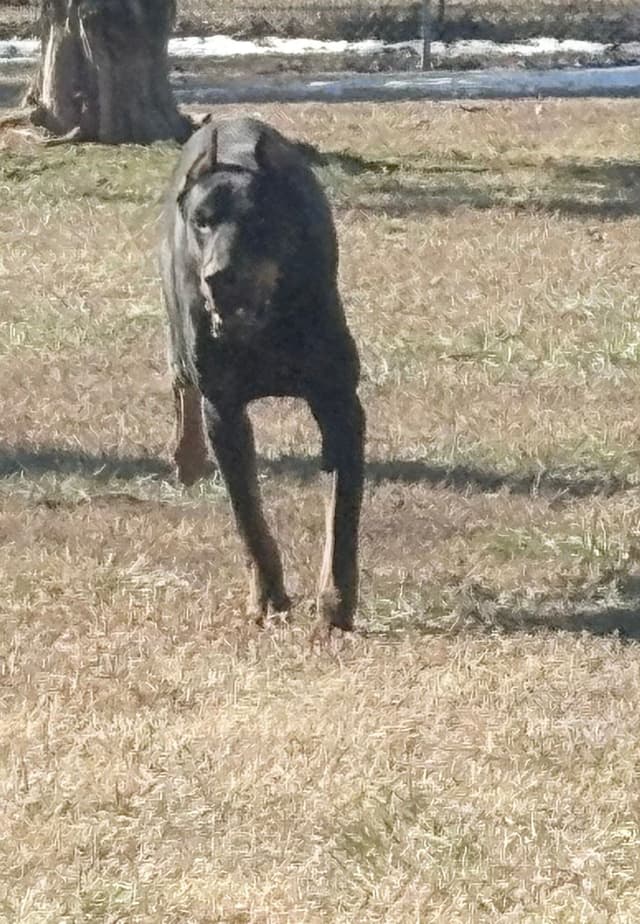 Doberman Pinscher Puppies media 12