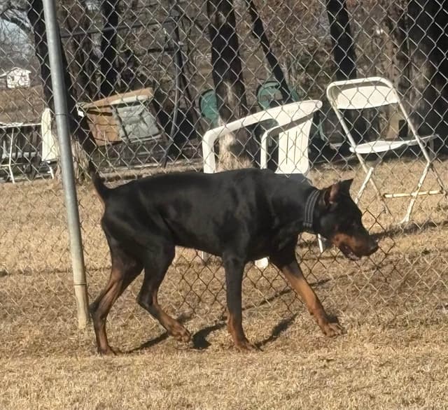 Doberman Pinscher Puppies media 11