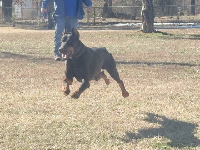 Doberman Pinscher Puppies media 7