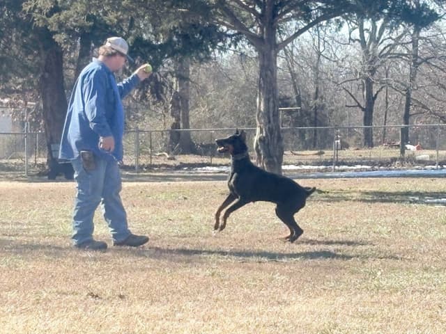 Doberman Pinscher Puppies media 13