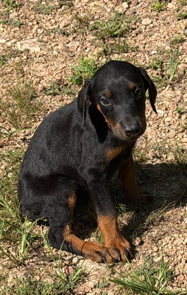 Doberman Pinscher Puppies media 2