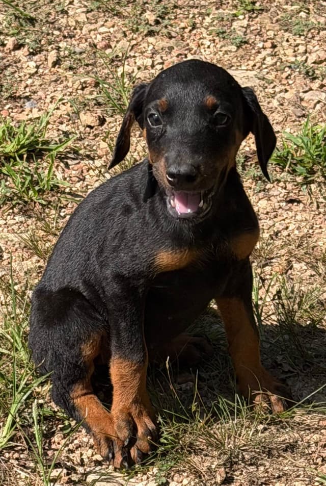 Doberman Pinscher Puppies media 3