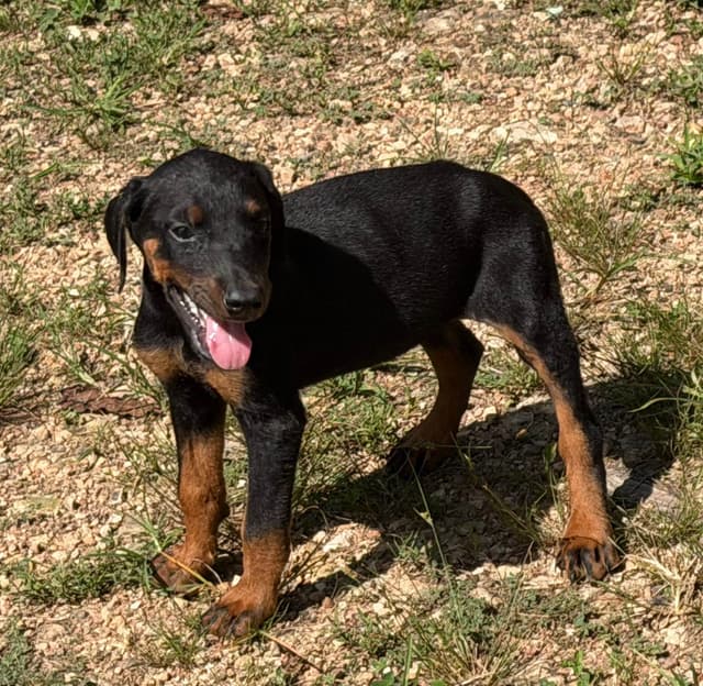 Doberman Pinscher Puppies media 6