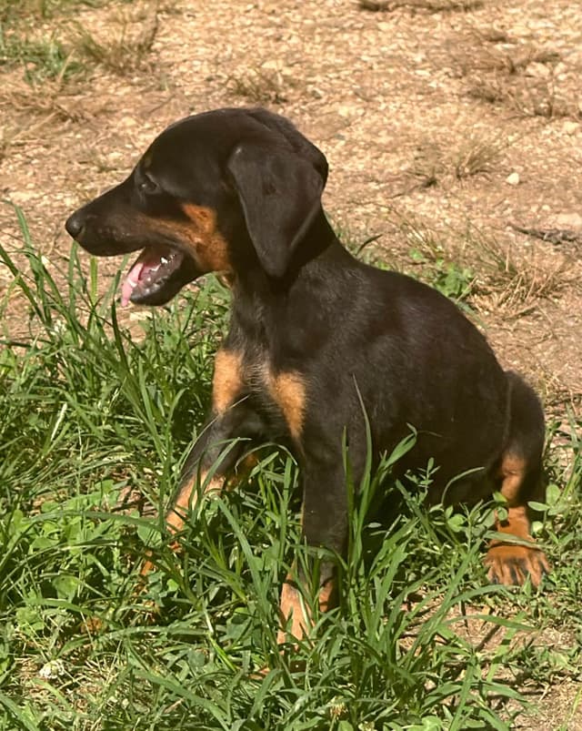 Doberman Pinscher Puppies media 5