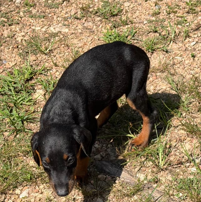 Doberman Pinscher Puppies media 4