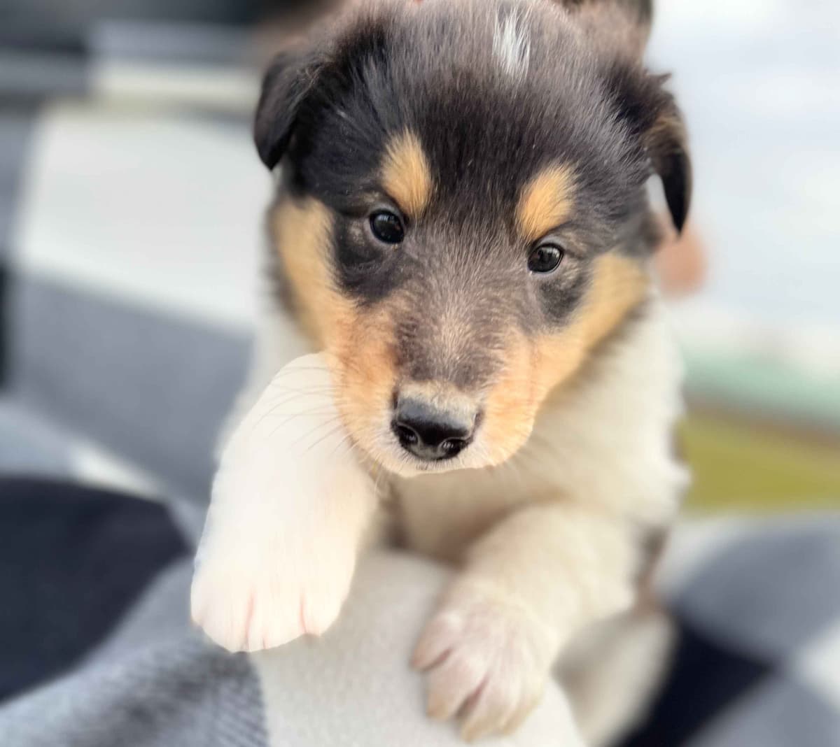 Beautiful Collie Puppies like LASSIE! breeder image 3