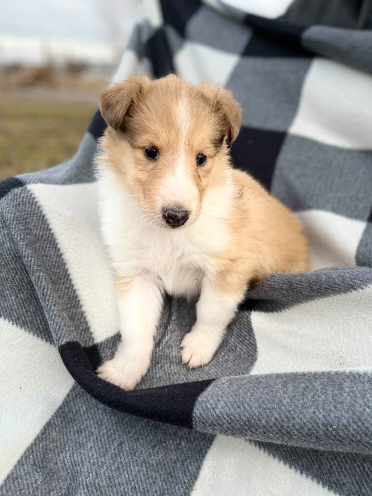 Beautiful Collie Puppies like LASSIE! breeder image 5