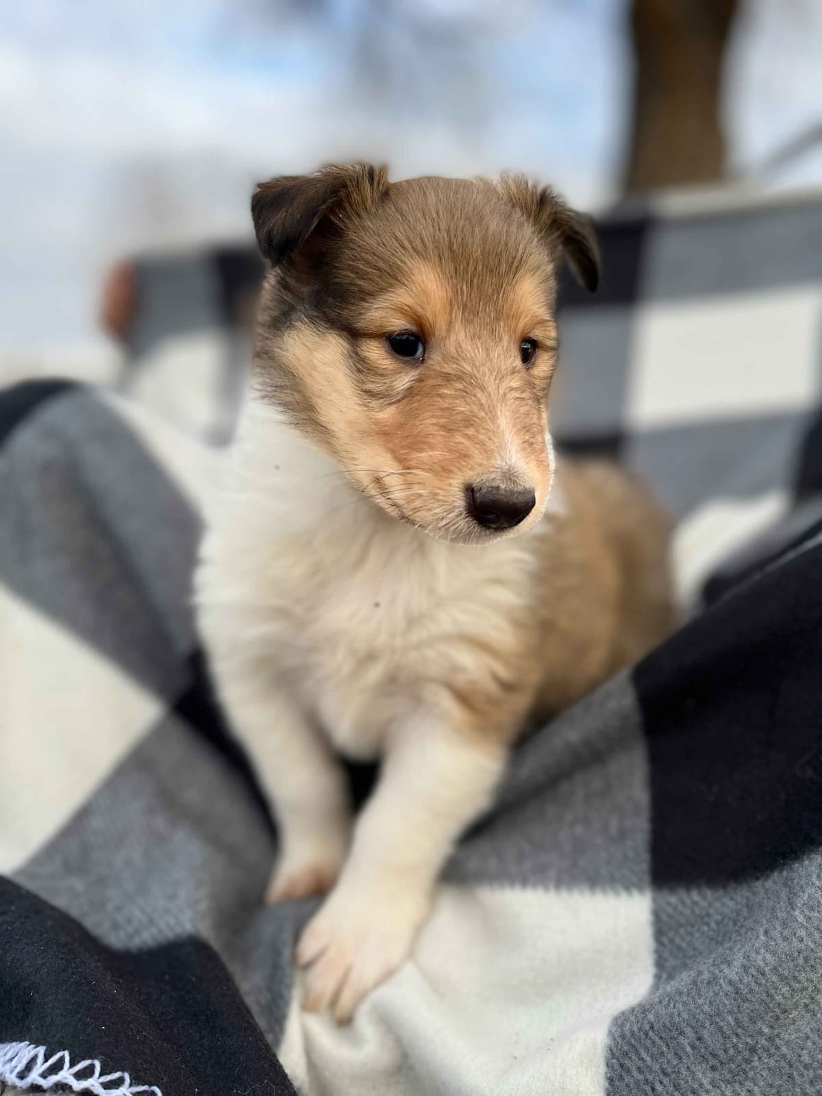 Beautiful Collie Puppies like LASSIE! breeder image 7