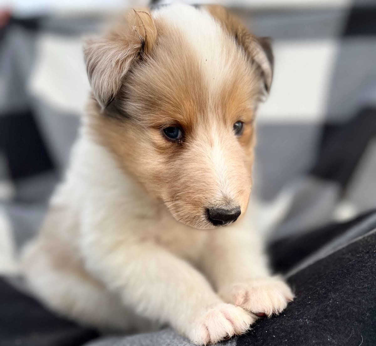 Beautiful Collie Puppies like LASSIE! breeder image 2