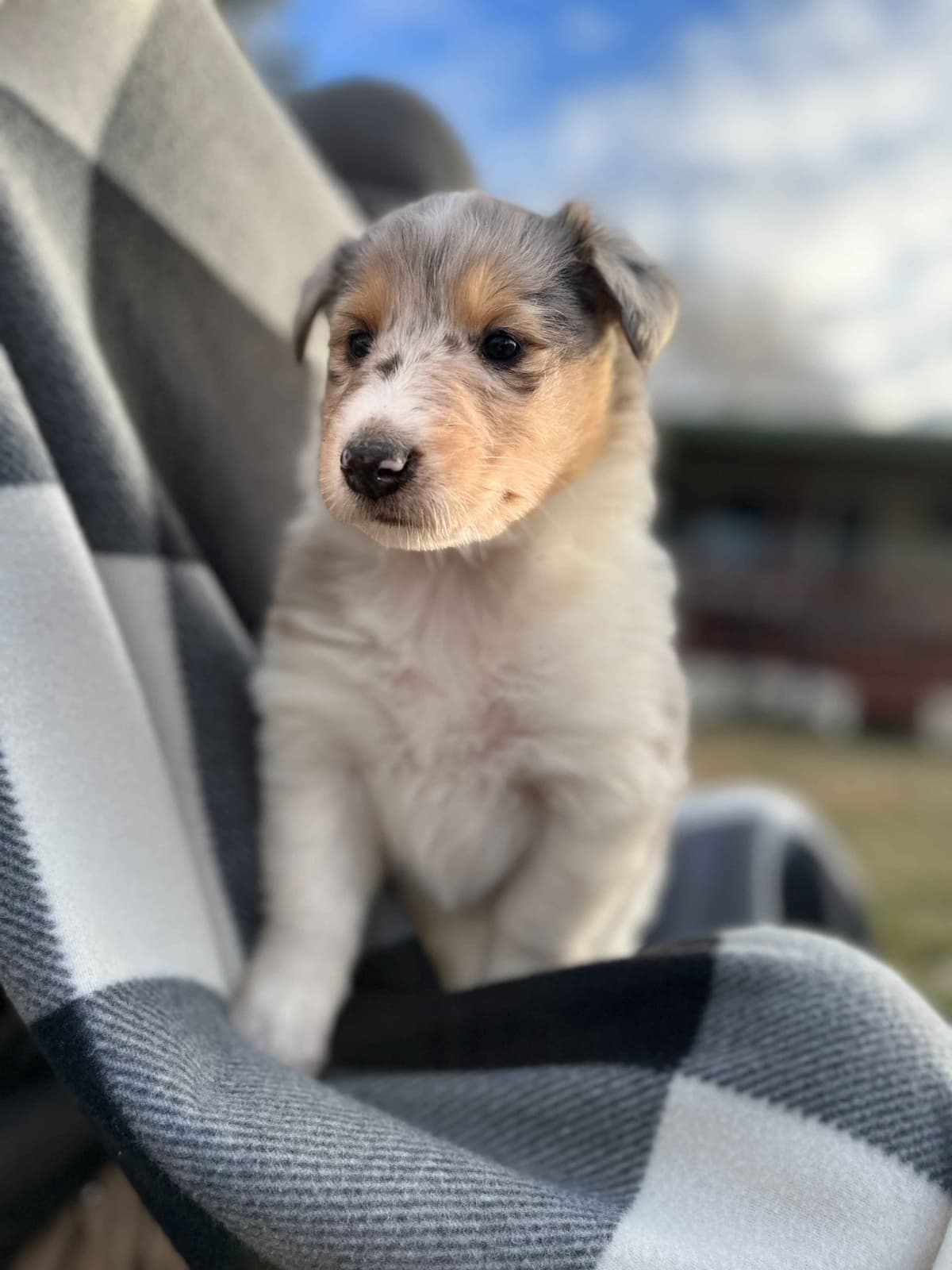Beautiful Collie Puppies like LASSIE! breeder image 8